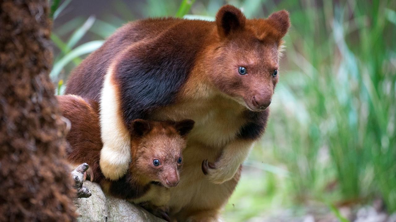 Tree kangaroo joey Chimbu explores with mum Mani at Victoria’s Healesville Sanctuary. Picture: Zoos Victoria