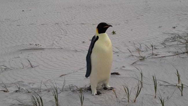 An emperor penguin has been found in Denmark, Western Australia, the furthest north the species has ever been recorded. Picture: Miles Brotherson/DBCA, (Department of Biodiversity, Conservation and Attractions)