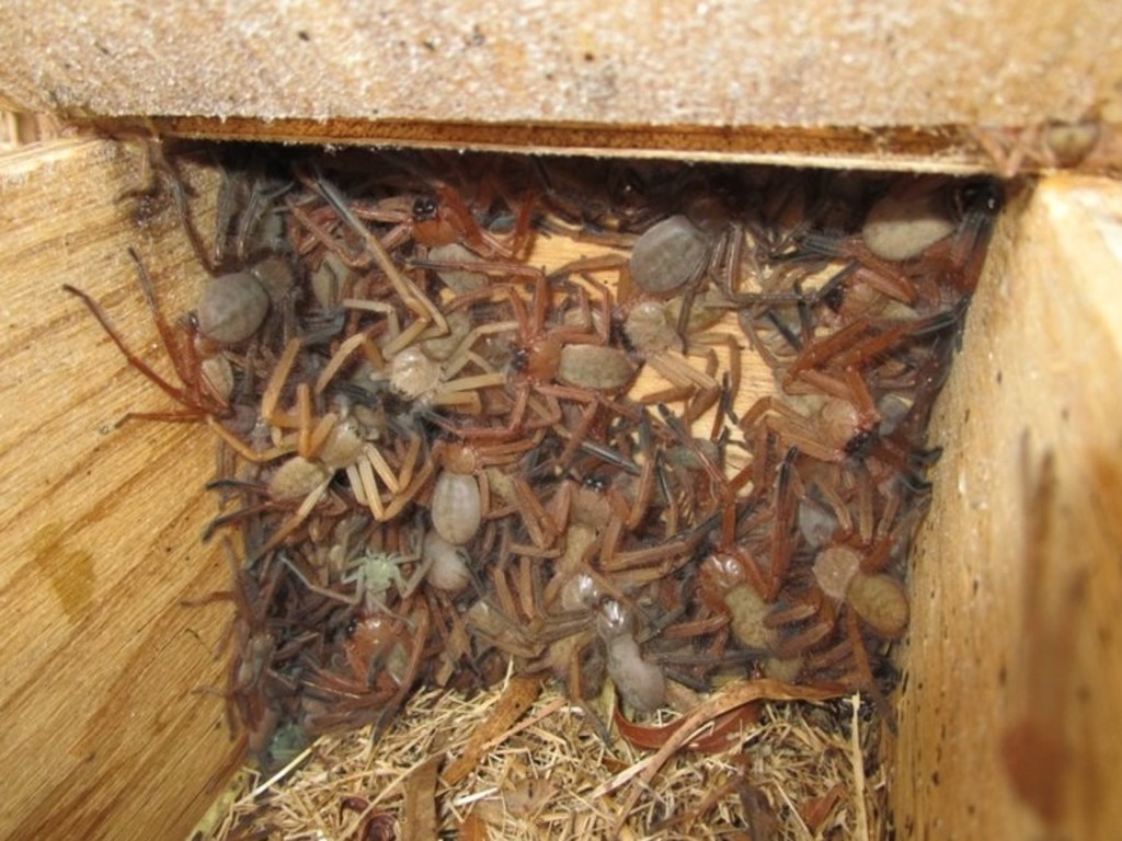Social huntsman spiders live together. Picture: Bush Heritage Australia