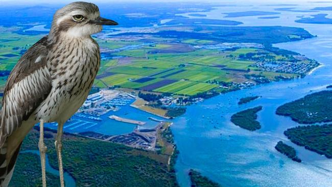 A bush stone curlew, often seen along the southern parts of Moreton Bay, near these prawn farms on the Logan River. Picture: Chris Walker