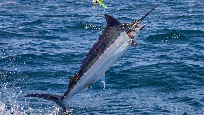 Small black marlin like this are a viable trailerboat option at this time of year for Ter