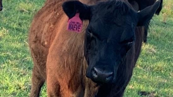 Little Miss Maeve, the pregnant cow that was run down and had its throat slit by Michael Kevin Johns at a property near Dungog. Supplied.