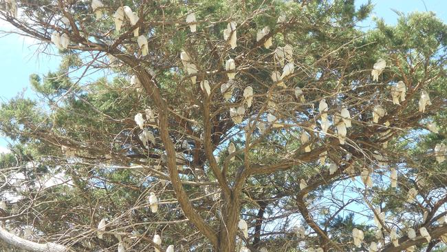 A tree full of corellas at Old Noarlunga.