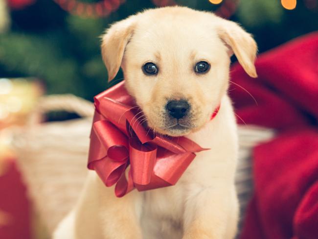 Christmas puppy - cute little labrador retriever wit red bow around his neck in front of the christmas tree.