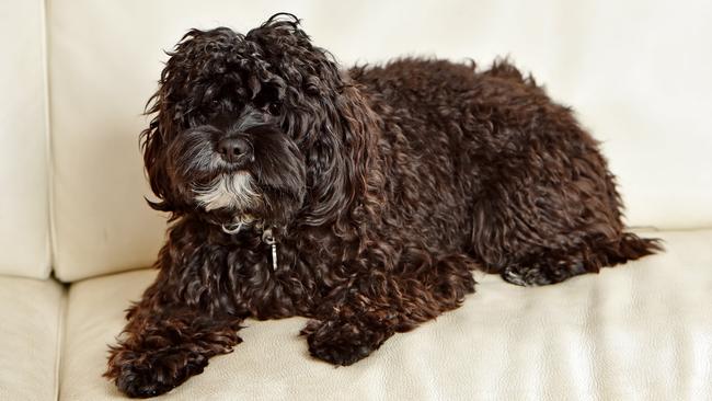 A perennial favourite, fake listings for cavoodles are commonly used to target dog-buyers. Picture: AAO and Troy Snook.