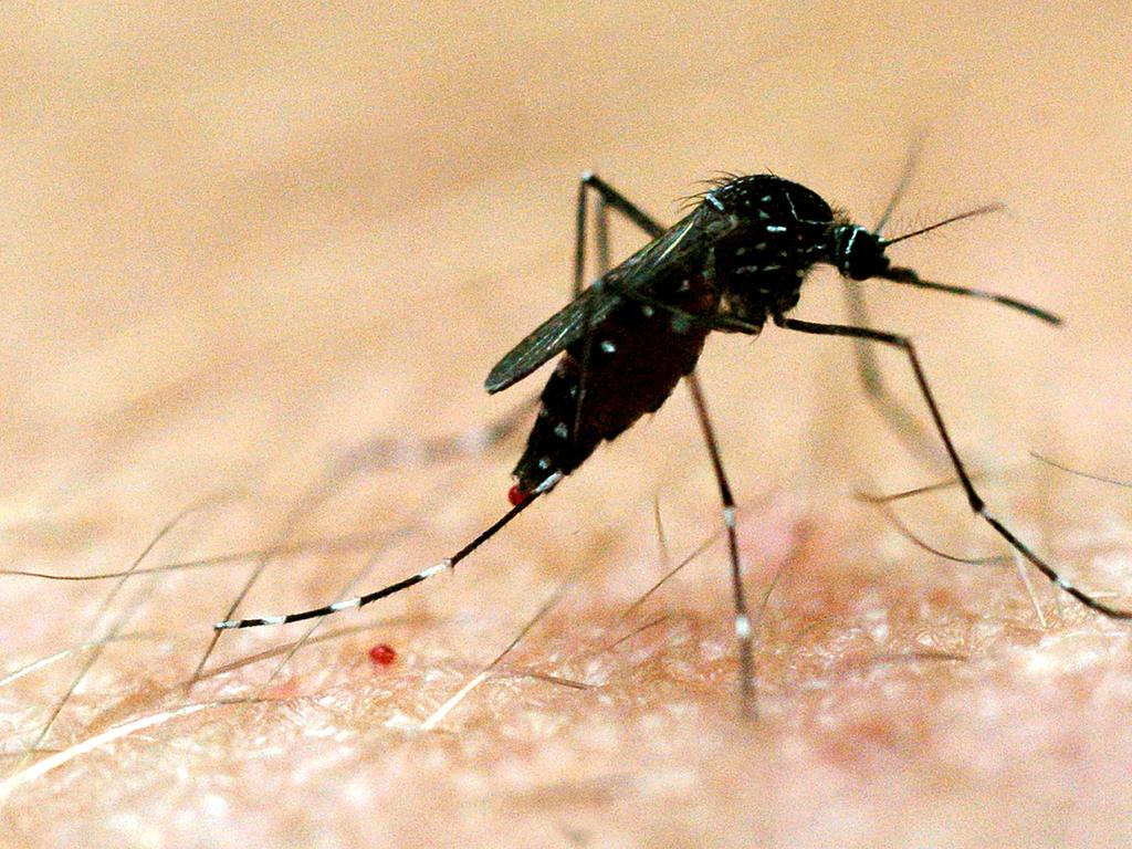 The virus is spread by infected mosquitoes. (AAP Image/Dave Hunt)