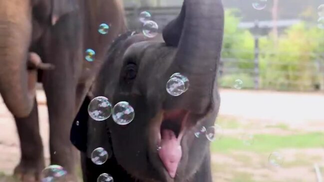 BaƄy Elephant Plays With BuƄƄles at Fort Worth Zoo | NT News