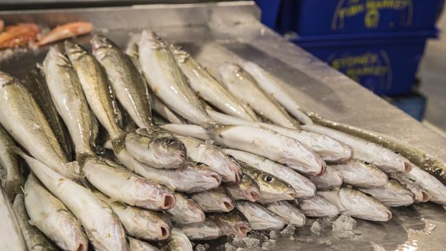 King George Whiting at the SAFCOL Central Fish Markets. Picture: Simon Cross 