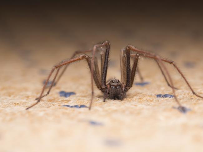 Macro shot of a large house spider of the genus Tegenaria on a living room carpet in the UK. These are some of the largest spiders in the UK, are non-venemous to humans, and often found in houses. The palps and eyes can be clearly seen, as can the hairs on the legs and body.