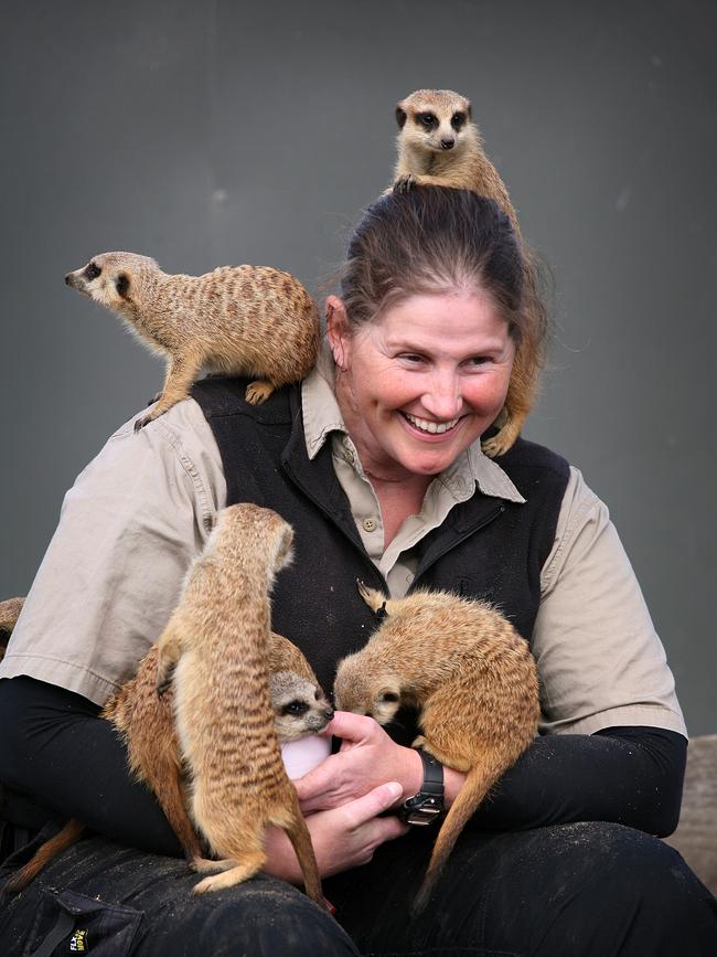 Jen Brown is loving looking after the meerkats at the Central Coast Zoo. Picture Jeff Darmanin