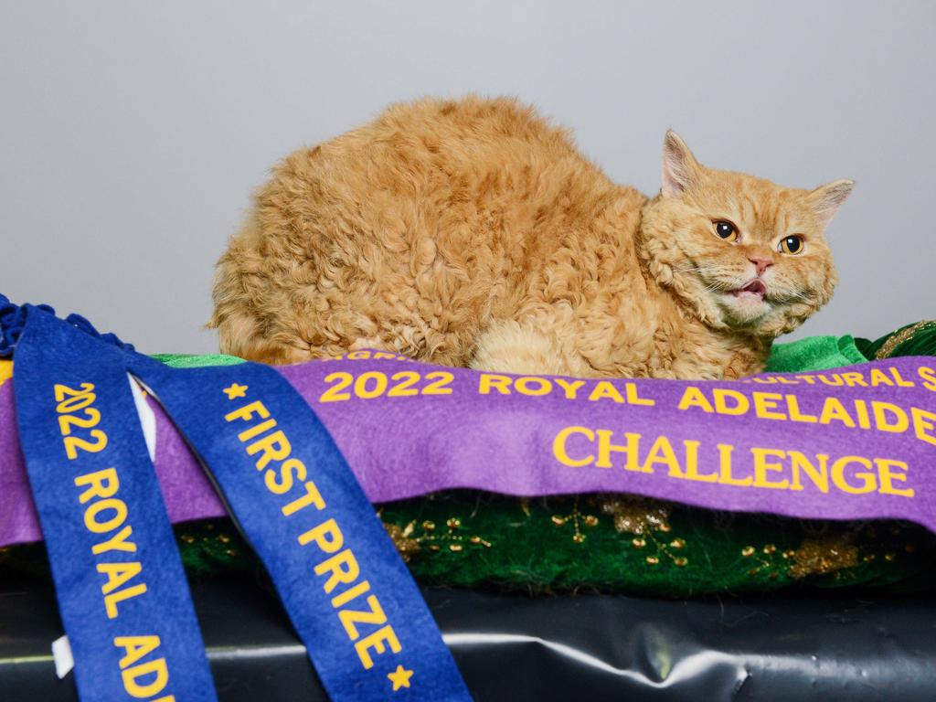 Reg, the best adult shorthaired selkirk rex cat at the Royal Adelaide Show. Picture: Brenton Edwards