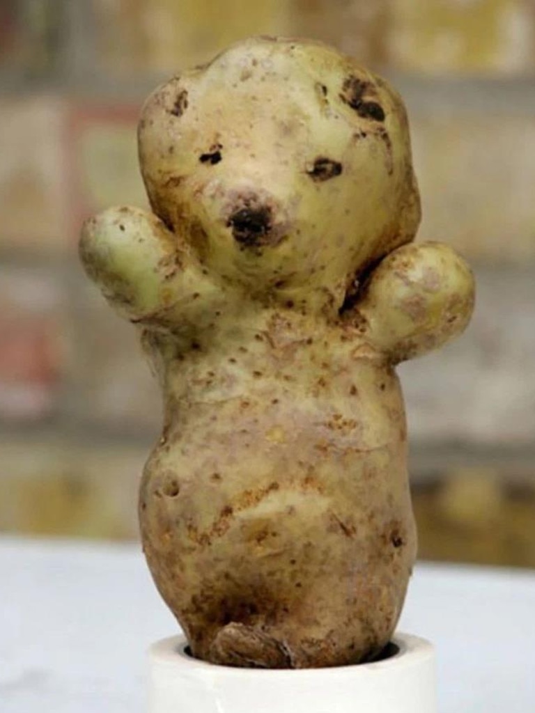 We thought we'd call this potato Ted. Or this teddy Potato. Picture: splitpics.uk