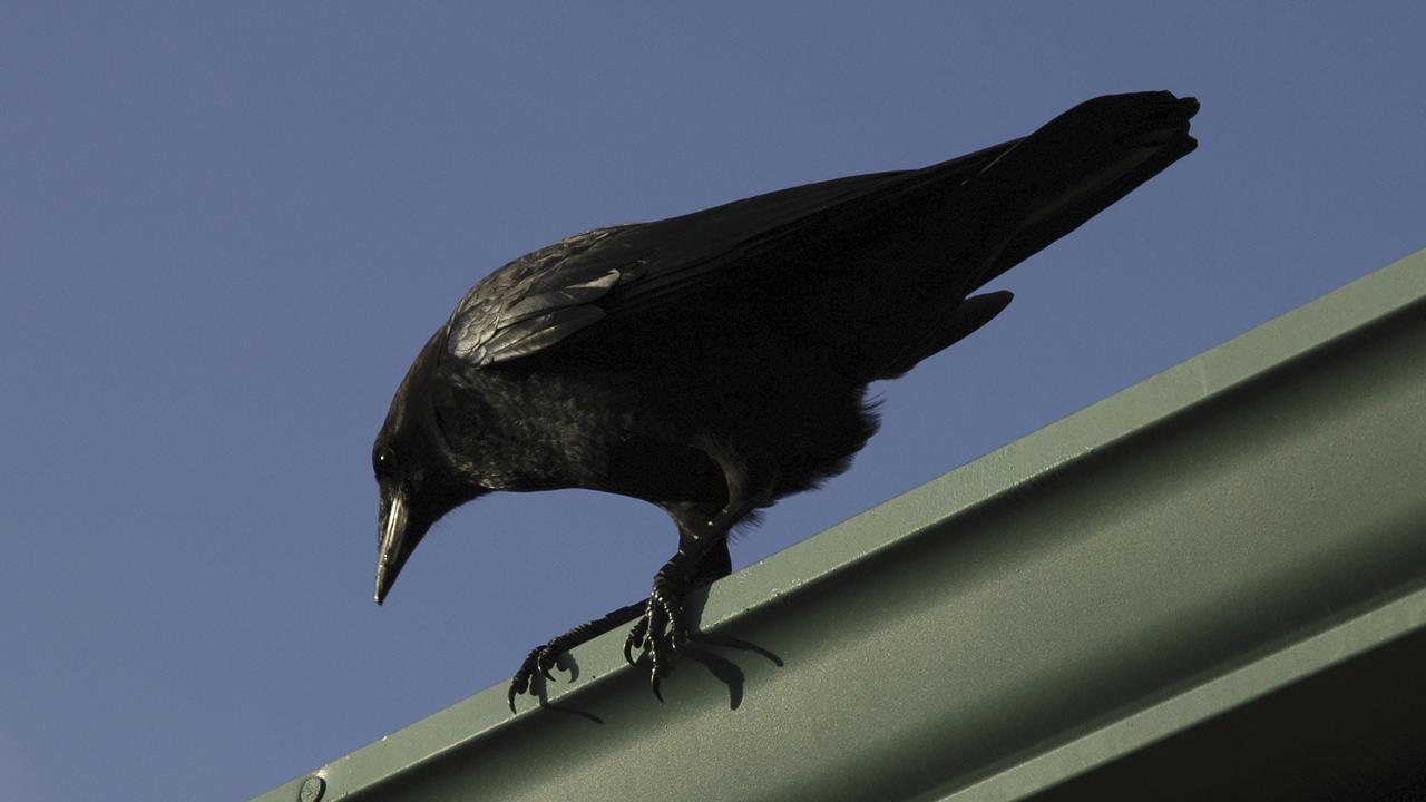 Crows can murder a grudge for 17 years