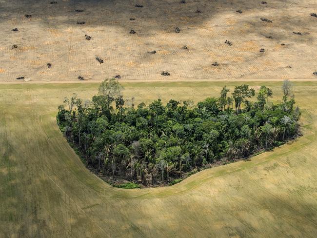 February 18th, 2017. A remnant of the vast, virgin Amazon rainforest stands in the middle of an agricultural field near the Tapajos River, Brazil, February, 2017, about twelve miles south of Santarem. In the background, slash piles litter the land parcel cleared more recently. This landscape, once choked with trees, is now mostly barren of them. Picture: Daniel Beltra/World Press Photo