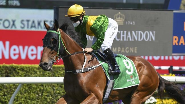 The Mystery Guy is set for a first-up win at Scone. Picture: Bradley Photos