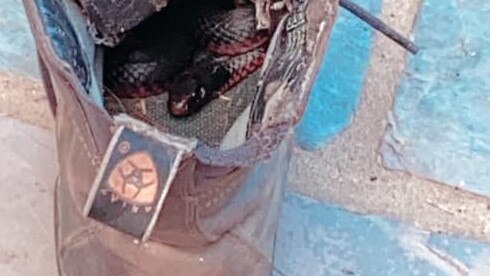 Taylor Miller posted a photograph on social media of a venomous red-bellied black snake she found curled up in her riding boot. Picture: Facebook