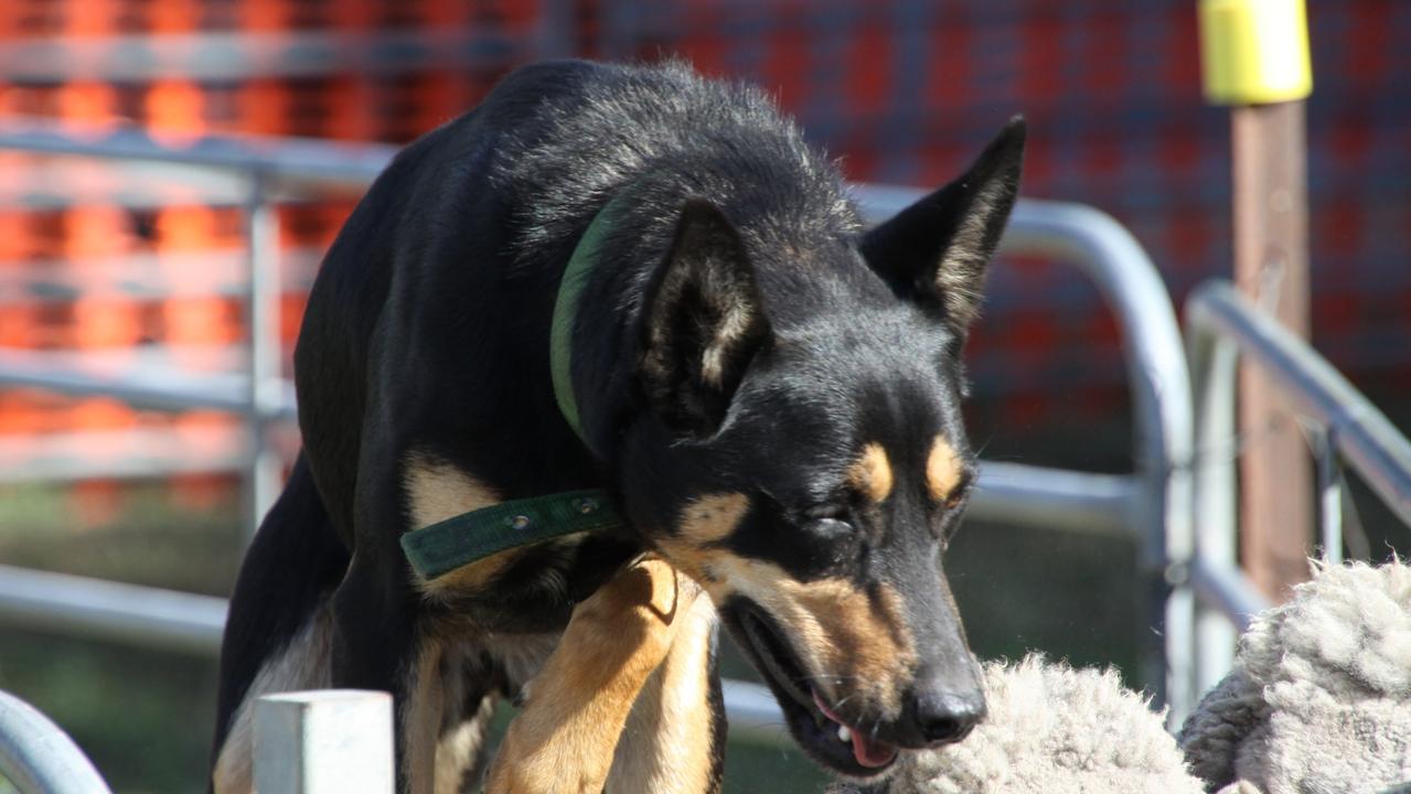 Field days show best of Limestone Coast