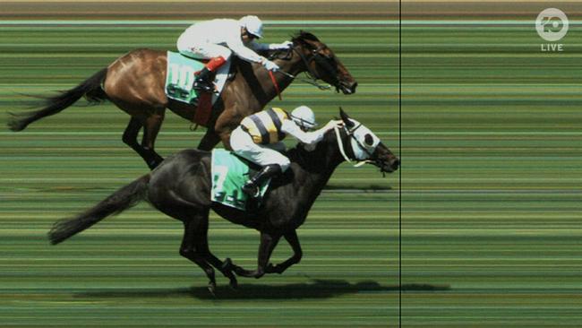 Warmonger by a nose over Queen of Dragons. Photo: Channel 10.