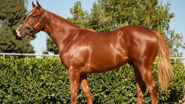 Encap caught the eye of Gary Portelli at the Inglis Easter Yearling Sale. Picture: Inglis