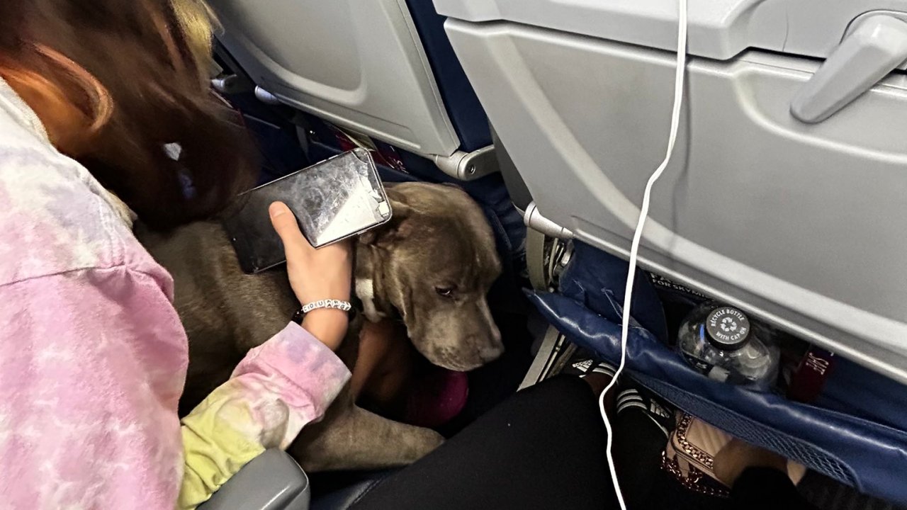 Delta flying hot sale with puppy