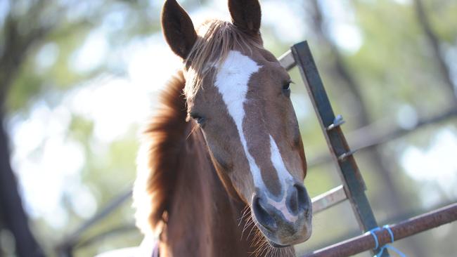 The riding school was used by Sommerville House, Brisbane Girls Grammar and over two dozen other schools. Picture: File.