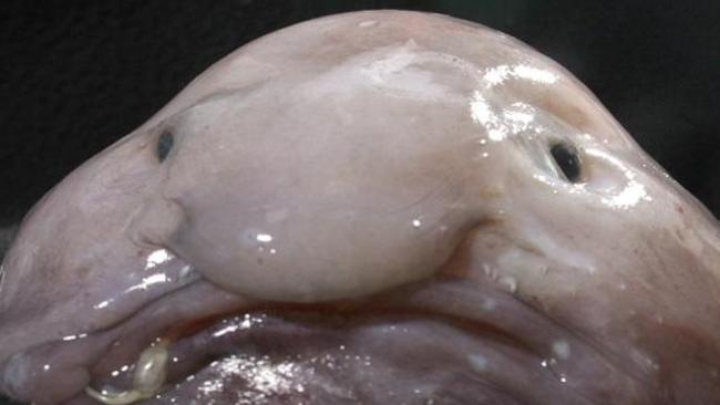 I’m sure a blobfish has a lovely personality, but I’d like to date a man who makes a bit of effort. Picture: Supplied