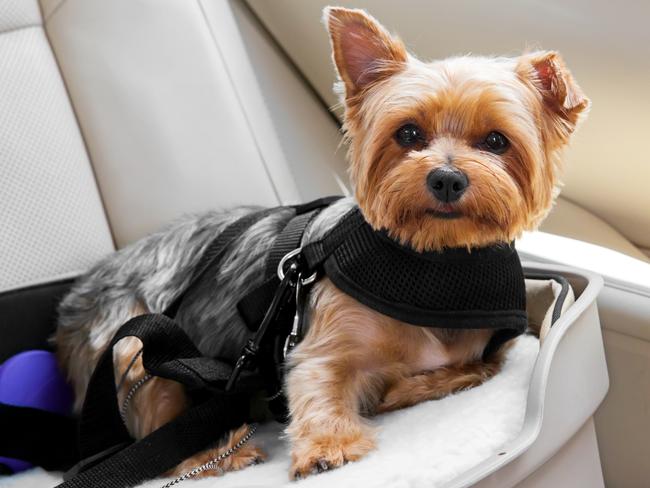 Cute little dog is secured in car seat. Picture: iStock