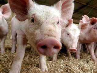 A piggery in Tabulam has been fined $15,000.