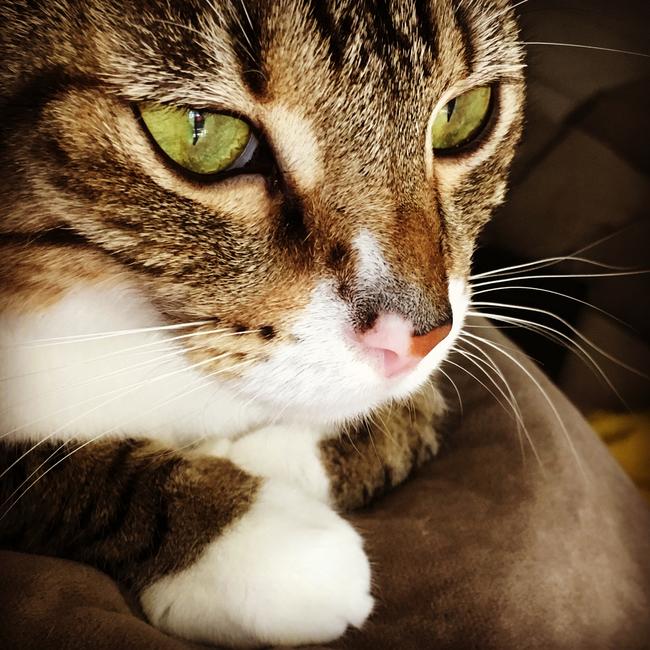 Zelda, all grown up and elegant! Picture: Lorna Preston