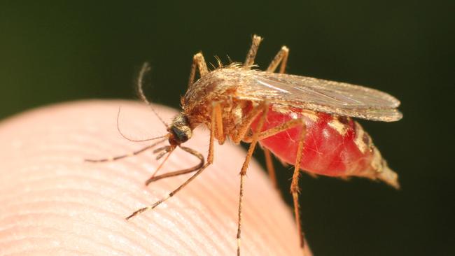 Residents have reported a mosquito infestation in east Liverpool.