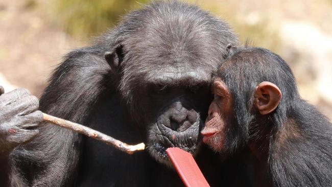 Chimpanzee Hannah with her daughter Hope at Monarto Safari Park. Picture: Leighton Cassebohm