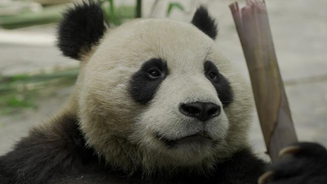 Panda Yi Lan will be one of Adelaide Zoo’s newest pandas. Picture: Supplied.