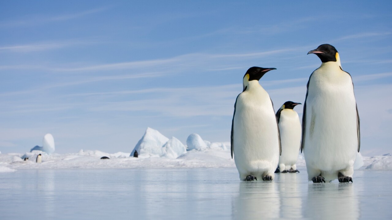 Gay penguins being used as a ‘teaching tool’ for Kindergartners