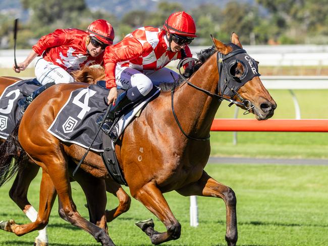 Sir Sway wins the Listed Redelva Stakes in April at Morphettville. Picture: Makoto Kaneko