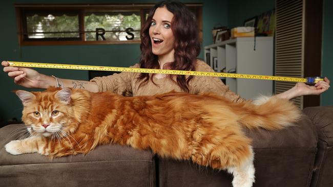 World S Longest Cat Maine Coon Omar From Melbourne Might Be New Guinness World Record Holder