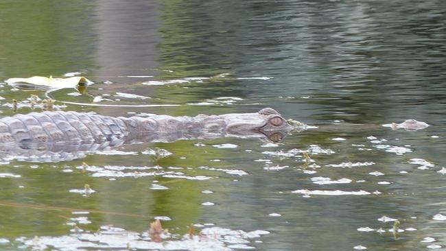 Freshwater crocodile living in suburban Palmerston still eluding ...