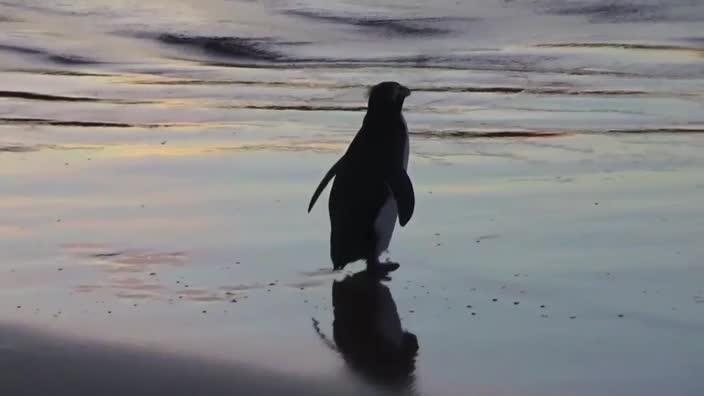 Snares penguin released at South Arm beach