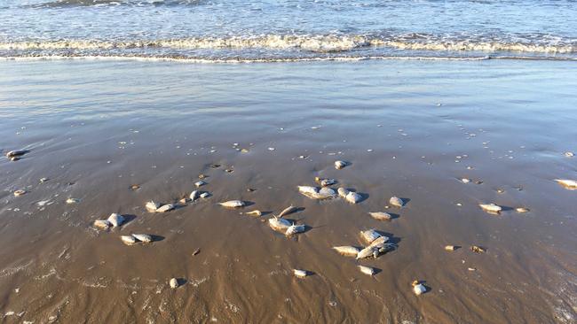 Moore Park Beach resident Alan Corbett shared photos of the amount of dead fish he saw on Tuesday.