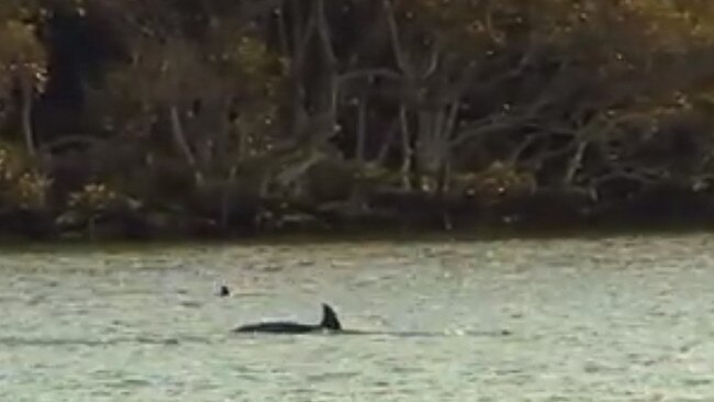 A dolphin spotted near Putney in 2015. Picture: 7 News