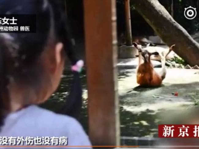 A woman looks on as the kangaroo appears to be writhing on the ground of its enclosure at Fuzhou zoo. Picture: China Central Television.