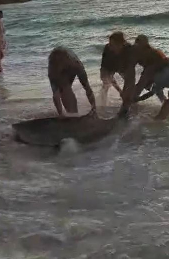 A shark has been rescued off the Western Australian coast by a group of young fisherman in incredible footage captured today. Picture: 7NEWS