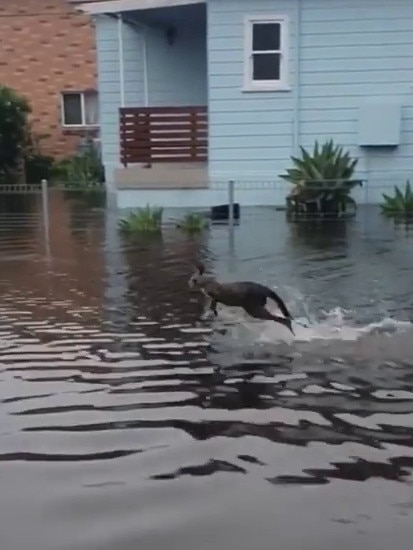 A smaller kangaroo hops through the flooded streets of Lake Conjola. Picture: Ash Quinn/Instagram