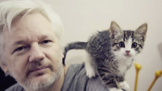 Julian Assange had a pet cat with him while living in the Ecuadorian Embassy. Picture: supplied