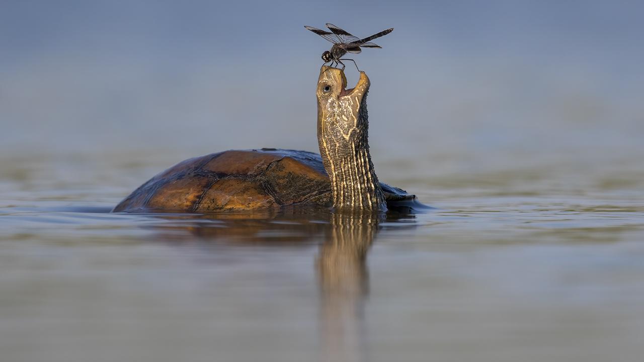 Comedy Wildlife Award 2023 winners Photo Gallery Herald Sun