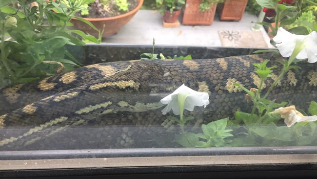 A Tamborine Mountain family was treated to a close up view of a 2.5-3 metre python. PHOTOS: Patricia Tew.