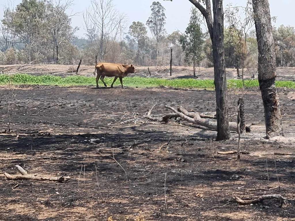 Fire impact on cattle properties west of Duaringa. The fire is believed to have been started from lightning strike from a storm which passed over Central Queensland on Thursday night.