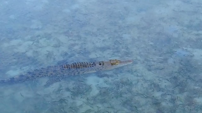 Drone footage captures a croc lurking near a wharf