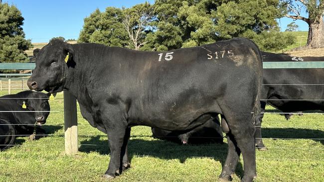 Landfall Angus Stud in Tasmania sold this bull for $240,000 at the 2023 on-property sale. Picture: Supplied