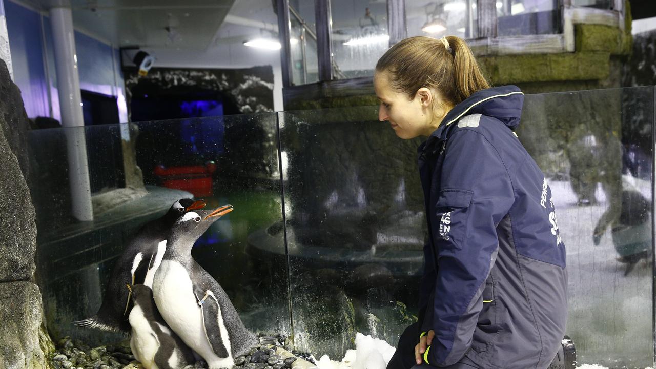 Penguin Trainer Laurie Keller watches over same sex couple Sphen and Magic with the chick they are fostering at Sea Life Sydney Aquarium. Picture: John Appleyard