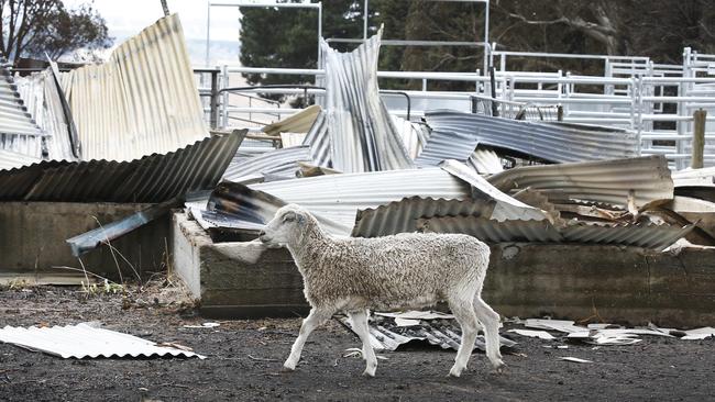 A lone sheep walks by a destroyed farm house on blackened ground. Picture: David Caird